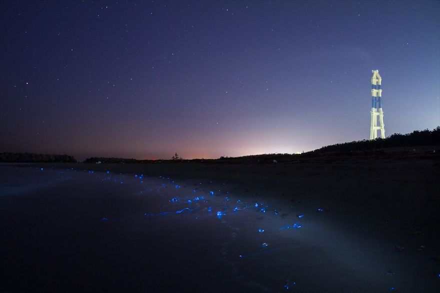 i-captured-the-mysterious-glowing-sea-in-japan-3__880