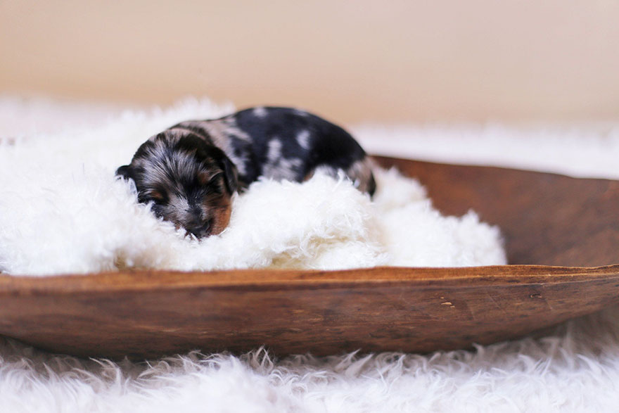 sausage-dog-maternity-photoshoot-puppies-1
