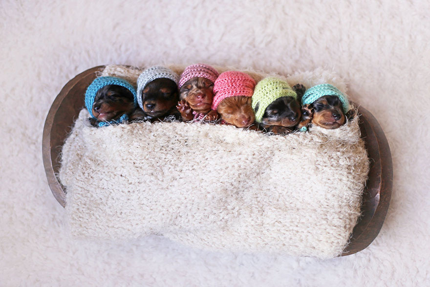 sausage-dog-maternity-photoshoot-puppies-3