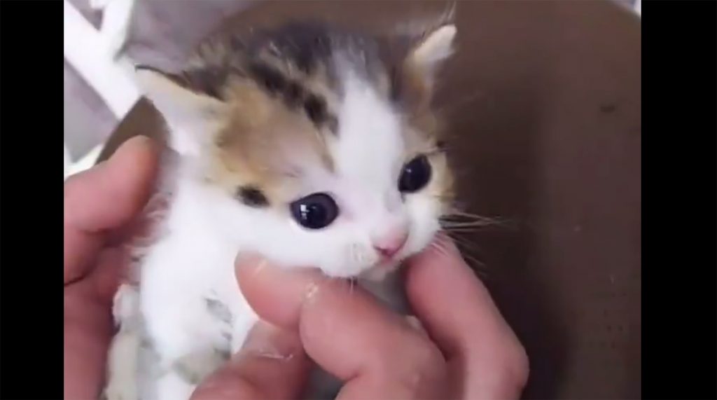 動画 子猫 の 癒し効果がスゴい「子猫のゴロゴロ動画」が28万再生を記録！